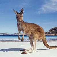 Penneshaw (Kangaroo Island)