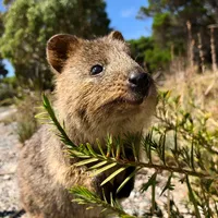 Rottnest Island